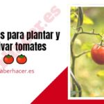 Consejos para plantar y cultivar tomates